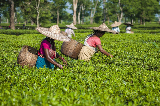 guide to assam tea