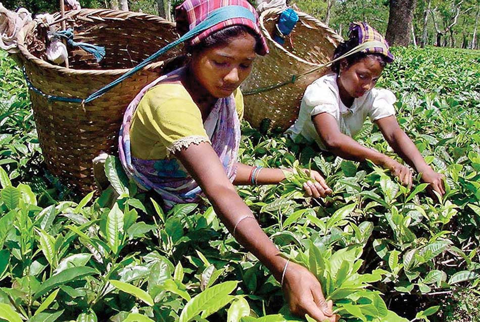 Assam, Assam Tea, Assam Tea plucking, Buy Assam Tea online, best assam tea