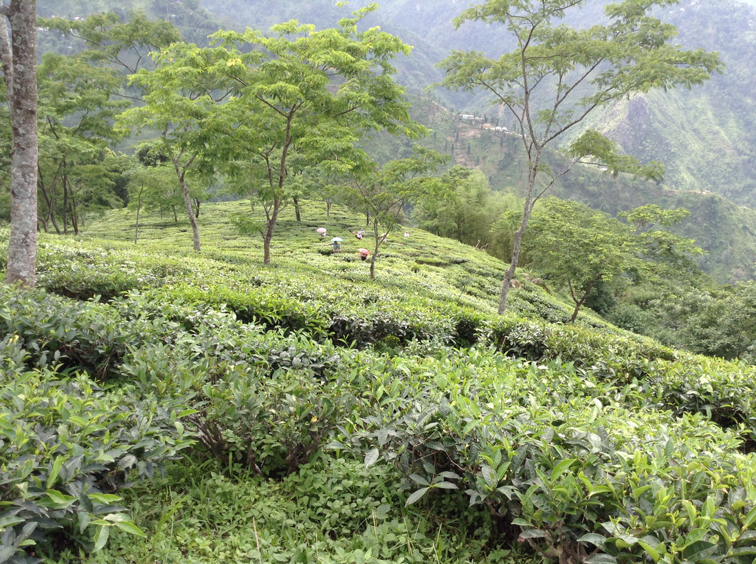 Badamtam Tea Estate, Goodricke Group, Teacupsfull, Darjeeling Tea, Best Darjeeling Tea brand- Teacupsfull, buy Darjeeling tea online www.teacupsfull.com