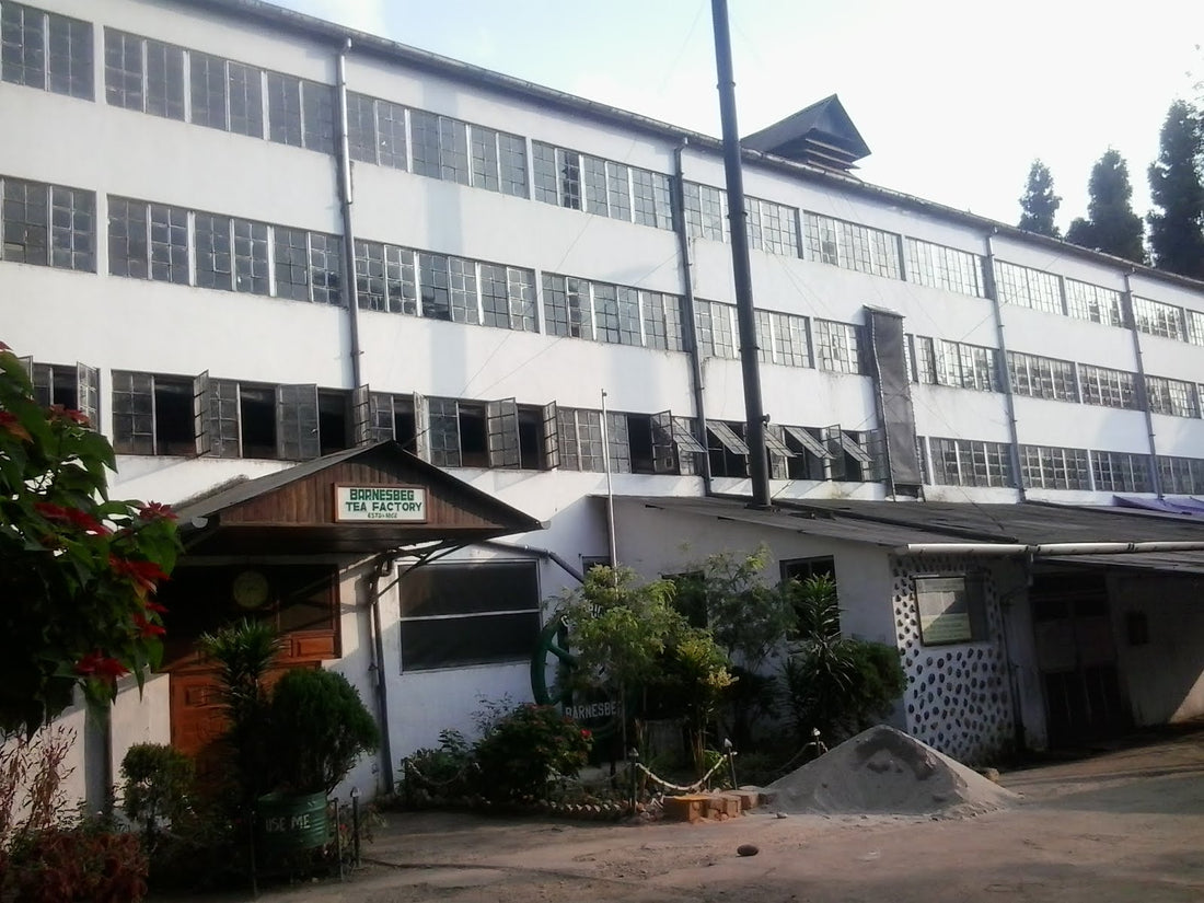Barnesbeg Tea Estate, Darjeeling