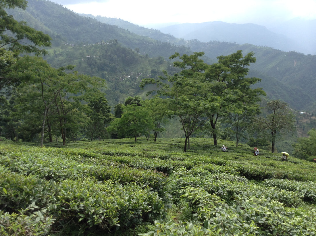 Barnesberg Tea Estate, Teacupsfull, Buy Organic Green Tea; www.teacupsfull.com; best green tea brand; best darjeeling tea brand