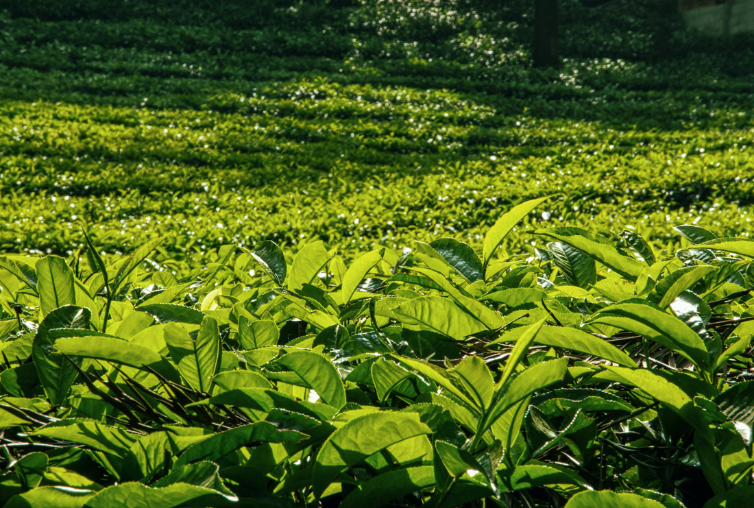 Darjeeling's 2022 first flush tea sells for a record US$ 301.5 per Kg.