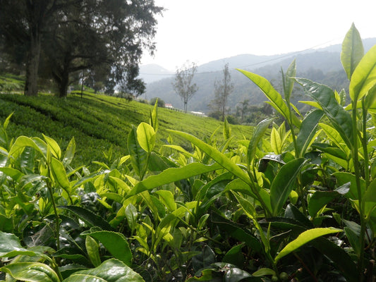 List of Darjeeling Tea Estates, List of Darjeeling Tea Gardens, Tea Gardens in Darjeeling; Tea Estates in Darjeeling