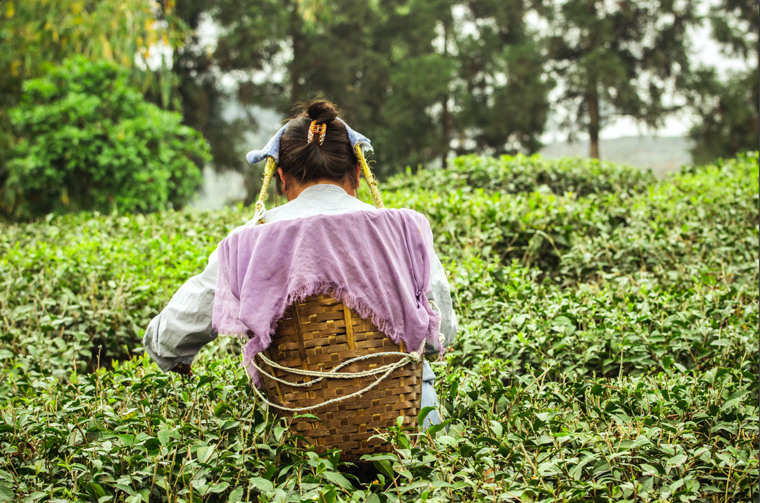 Darjeeling Tea garden