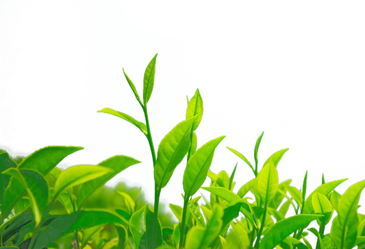 Green Tea Frequently Asked Questions 