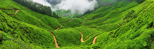 Darjeeling First Flush - Discover the Connoisseur’s Choice