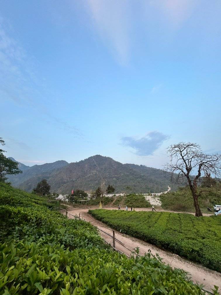 Lankapara Tea Garden, Duncans Tea