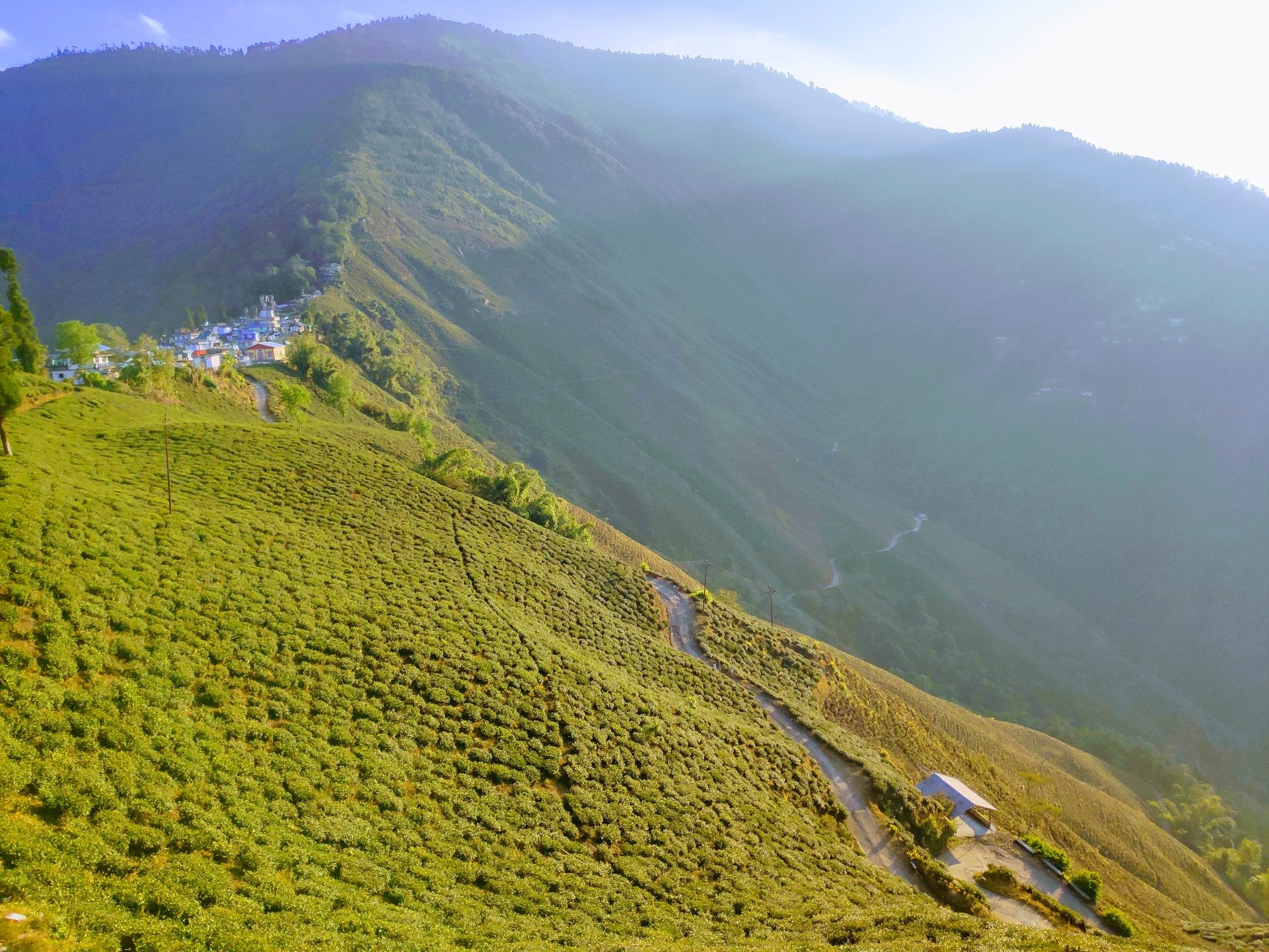 Lingia Tea Estate, Lingia Tea Garden Darjeeling Teacupsfull