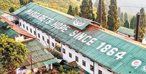 Margarets Hope Tea Estate, Teacupsfull - Best Darjeeling Tea Brand