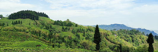 Okayti Tea Estate