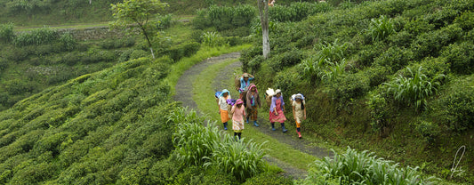 Singbulli Tea Estate, Singbulli Tea Garden, TEacupsfull, Organic Darjeeling Tea