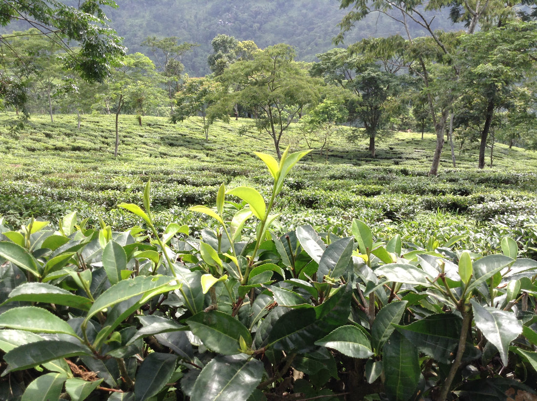 Darjeeling Tea, Best Darjeeling Tea Brand - Teacupsfull; Buy Darjeeling Tea online