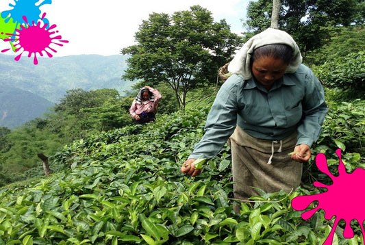 First Flush Tea 2018  & the significance of Holi commonly known as Phaguaa in the tea gardens
