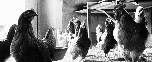 The Hen Penn