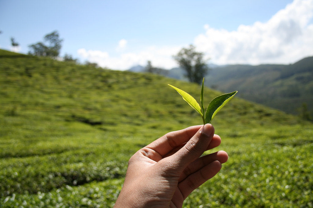 Springside Tea Estate