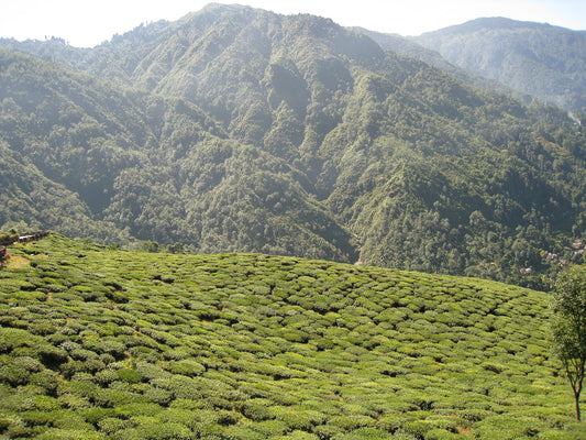 Darjeeling tea estate