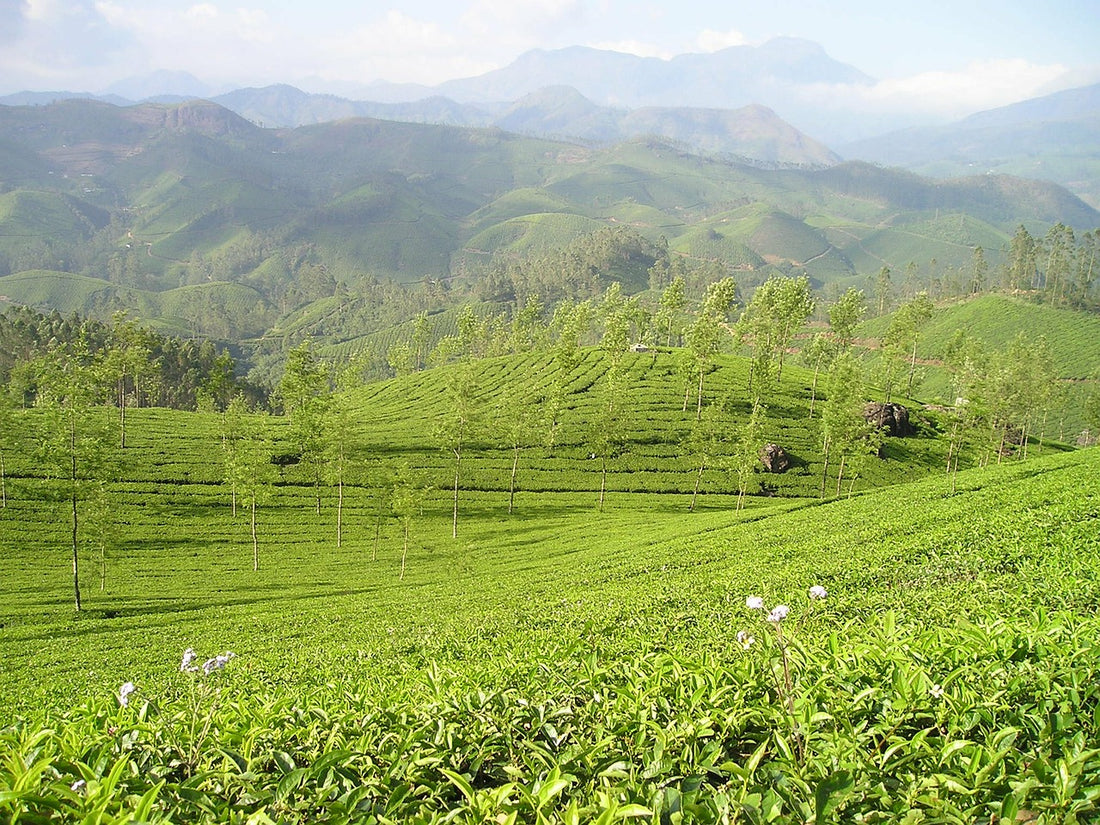 Darjeeling Tea , Darjeeling Tea Garden, List of Darjeeling Tea Gardens; List of Darjeeling Tea Estates