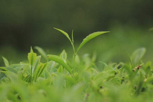 Darjeeling First Flush - 2023